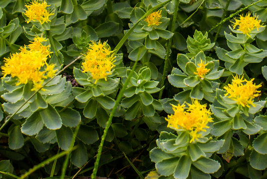 Rhodiola: The Natural Energy Booster