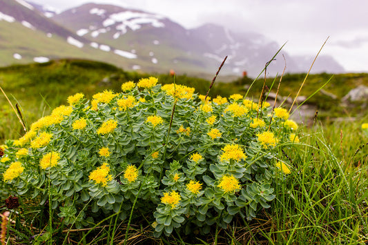 Lifting the Mood, Naturally: Rhodiola for Emotional Well-being